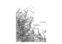 Stiletto Wheels Stress