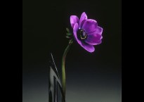 From Flowers, by Robert Mapplethorpe
