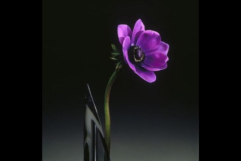 From Flowers, by Robert Mapplethorpe